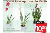 fraaie orchidee