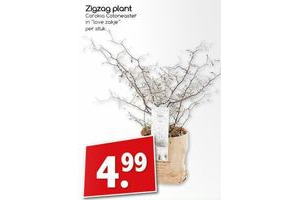 zigzag plant