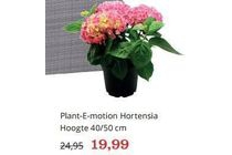 plant e motion hortensia