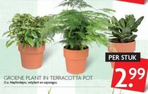 groene plant in terracotta pot