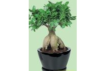 bonsai ficus