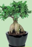 bonsai ficus