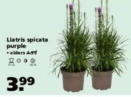 liatris spicata purple