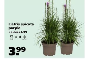 liatris spicata purple