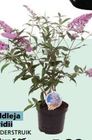 buddleja davidii