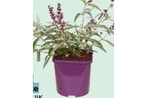 buddleja free petite