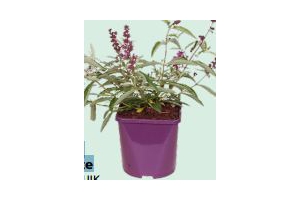 buddleja free petite