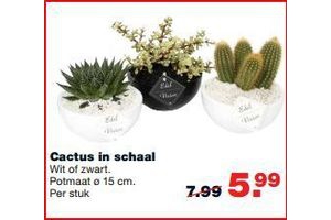 cactus in schaal