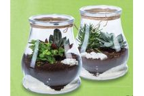 plantjes in glas