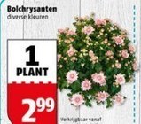 bolchrysanten