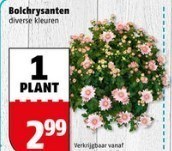 bolchrysanten