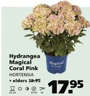 hydrangea magical coral pink