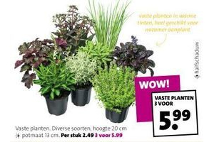 vaste planten diverse soorten