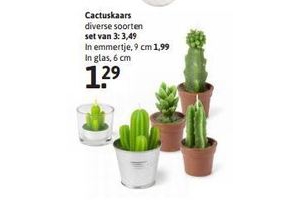 cactuskaars