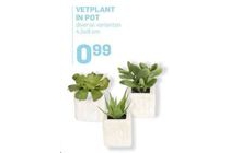 vetplant in pot