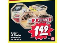 cesar of sheba