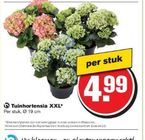 tuinhortensia xxl