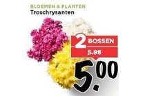 troschrysanten