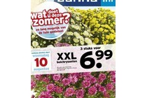 xxl bolchrysanten