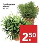 trendy groene planten