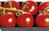 l amuse troscherrytomaten of red nature trostomaten