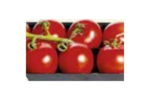 l amuse troscherrytomaten of red nature trostomaten
