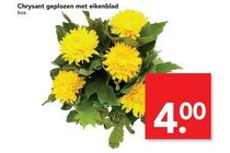 chrysant geplozen met eikenblad