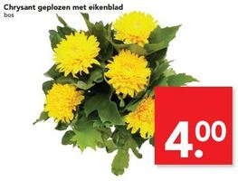 chrysant geplozen met eikenblad