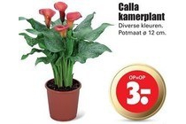 calla kamerplant