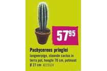 pachycereus pringlei