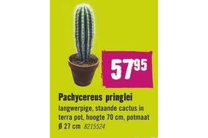 pachycereus pringlei