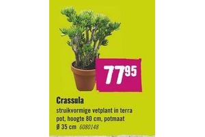 crassula