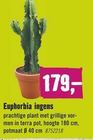 euphorbia ingens