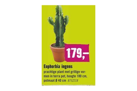 euphorbia ingens