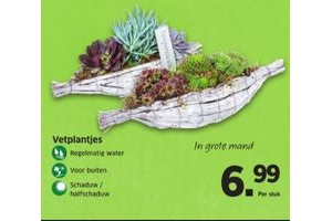 vetplantjes