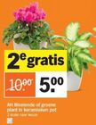 ah bloeiende of groene plant in keramieken pot