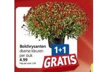 bolchrysanten