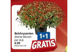 bolchrysanten