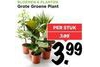 grote groene plant