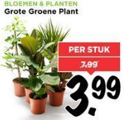 grote groene plant