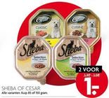 sheba of cesar