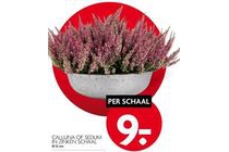 calluna of sedum in zinken schaal