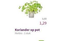 koriander op pot