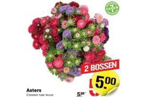 asters