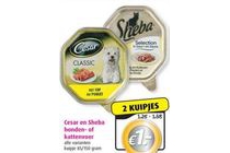 cesar en sheba honden of kattenvoer