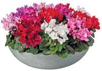 patiocyclamen