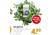 bergthee white pearl
