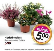 herfstbloeiers