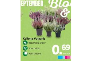 calluna vulgaris