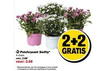 potchrysant swifty